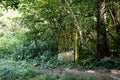 Adandoned gate in a forest