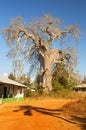 Adansonia digitata, the baobab, is the most widespread of the Adansonia species, and is native to the African continent, Zanzibar