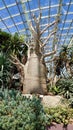 Baobabs tree at botanical garden, Singapore