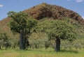 Adansonia gregorii Royalty Free Stock Photo