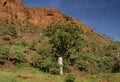 Adansonia gregorii Royalty Free Stock Photo