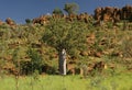 Adansonia gregorii Royalty Free Stock Photo