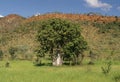 Adansonia gregorii Royalty Free Stock Photo