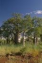 Adansonia gregorii Royalty Free Stock Photo