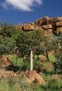 Adansonia gregorii Royalty Free Stock Photo