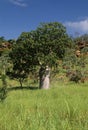 Adansonia gregorii Royalty Free Stock Photo