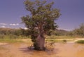 Adansonia gregorii Royalty Free Stock Photo