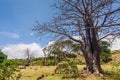 Adansonia suarezensis Royalty Free Stock Photo