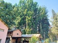 Saraca asoca and pine trees in hilly areas of India.