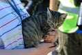 Adaptation of homeless animals. A stray kitten rescued after the accident in female hands is in the foreground and