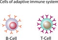 Cells of adaptive immune system