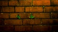 Adaptogen Fern Green Brickwall