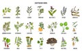 Adaptogen herbs. Hand drawn vector