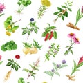 Adaptogenic medicinal plant, herb weed seamless pattern. Watercolor botanical illustration. Hand drawn different organic