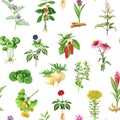 Adaptogenic medicinal plants and herbs seamless pattern. Watercolor botanical illustration. Hand drawn different organic Royalty Free Stock Photo