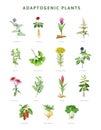 Adaptogenic plant and herb painted set. Watercolor botanical illustration. Hand drawn medicinal various herb collection Royalty Free Stock Photo