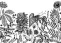 Adaptogenic plants background. Hand-sketched medicinal herbs, weeds, berries, leaves banner design. Perfect for brands, label, Royalty Free Stock Photo