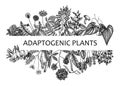 Adaptogenic plants banner. Hand-sketched medicinal herbs, weeds, berries, leaves frame design. Perfect for brands, label,