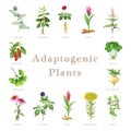Adaptogenic plants and herbs set. Watercolor botanical illustration. Hand drawn medicinal various plants. Ginseng