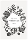 Adaptogenic plants vintage card. Hand-sketched medicinal herbs, weeds, berries, leaves frame design. Perfect for banners, label,