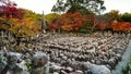 adashino nenbutsuji at autumn, Arashiyama