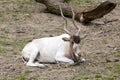 Adax, Addax nasomaculatus, a desert antelope