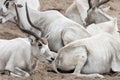 Adax - White Antelope Herd