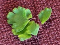 The adaxial face ADET or upper sides of the flat heart-shaped lime green leaflets.