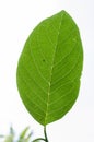 Sweetsop Sugar-apple Leaf