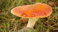 RedMushroom Royalty Free Stock Photo