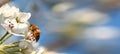 Add text banner of bee on flower Royalty Free Stock Photo