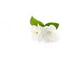 Arabian jasmine flowers with leaves isolated on white background Royalty Free Stock Photo