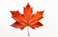 Nature\'s Beauty: A Stunning Isolated Maple Leaf on a White Background