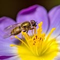 Close-up photo of a wasp collecting nectar from a flower, AI generated