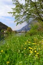 Adda river, flowing from the lake Como, the town of Lecco, nature and a dandelion meadow. Royalty Free Stock Photo