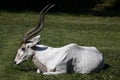 Addax