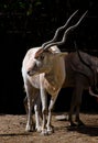 Addax Royalty Free Stock Photo