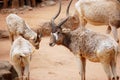 Addax