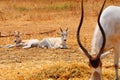 Addax