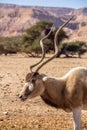 Addax Addax nasomaculatus, aka screwhorn antelope, white antelope or Curved horned antelope