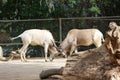 An Addax. Also known as a White Antelope or Screwhorn Antelope.