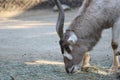 An Addax. Also known as a White Antelope or Screwhorn Antelope. Royalty Free Stock Photo