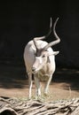 Addax Antelope