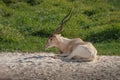 Addax Antelope - Horned Antelope Royalty Free Stock Photo