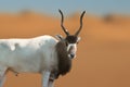Addax Antelope - Horned Antelope Royalty Free Stock Photo