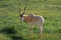 Addax Antelope - Horned Antelope Royalty Free Stock Photo