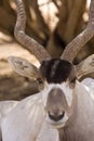 Addax antelope portrait Royalty Free Stock Photo