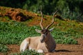 Addax Antelope resting