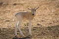 Addax calf Royalty Free Stock Photo