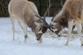 Addax challenge2 Royalty Free Stock Photo